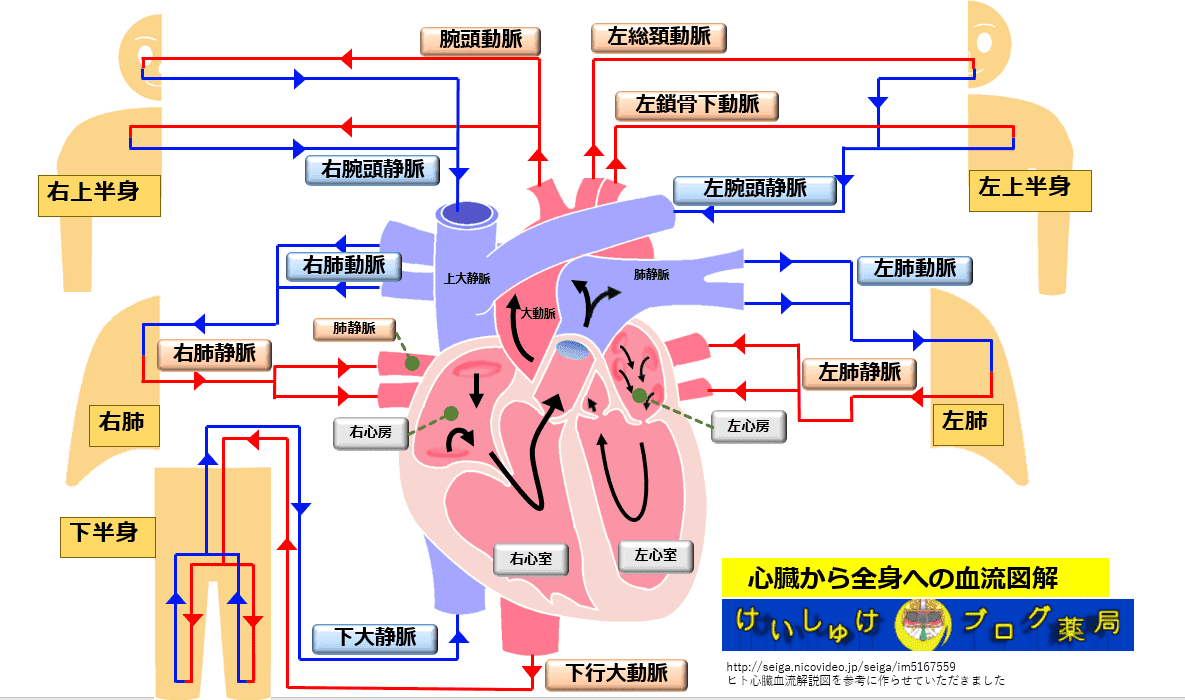 薬剤師が心臓の生理学をイラストで学ぶ 血流編 けいしゅけのブログ薬局 情報館
