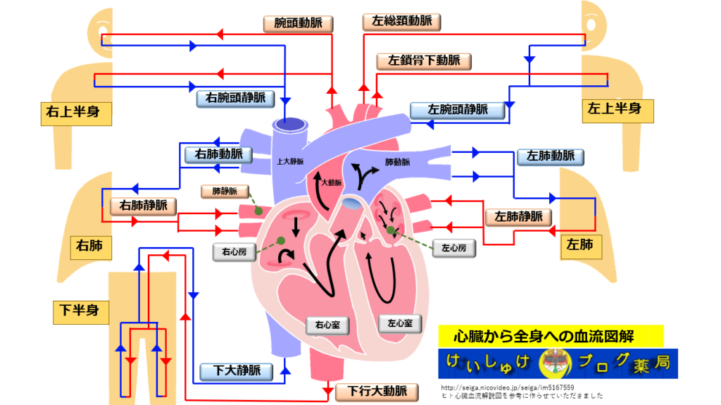 図3 心臓から全身への血流を図解するイラストです